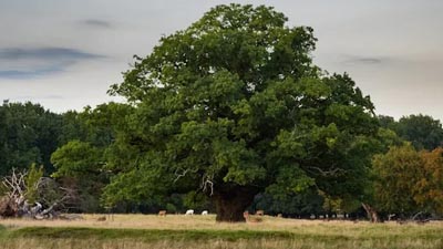 Старый похоронный марш — Вахутинский